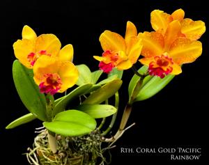 Rhyncattleanthe Coral Gold