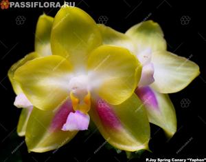 Phalaenopsis Joy Spring Canary