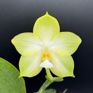 Phalaenopsis Joy Spring Canary