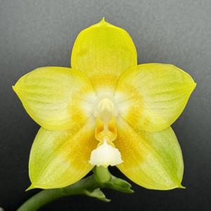 Phalaenopsis Joy Spring Canary