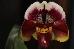 Paphiopedilum Lauren Klehm