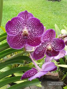 Vanda Pure's Magic