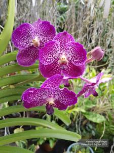 Vanda Pure's Magic