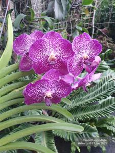 Vanda Pure's Magic