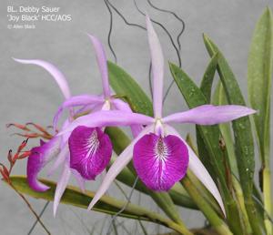 Brassocattleya Debby Sauer