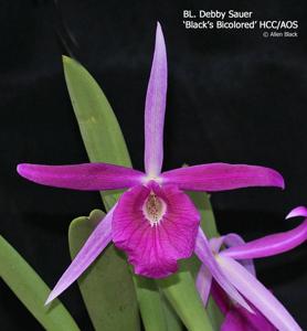 Brassocattleya Debby Sauer