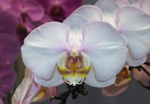 Phalaenopsis Taisuco Peace