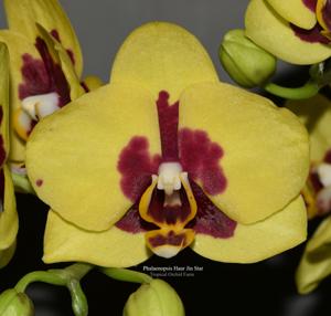 Phalaenopsis Haur Jin Star