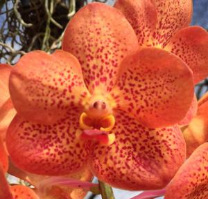 Vanda Betty May Steel