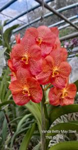 Vanda Betty May Steel