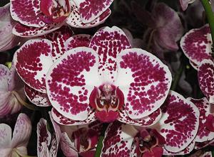 Phalaenopsis Chian Xen Pearl