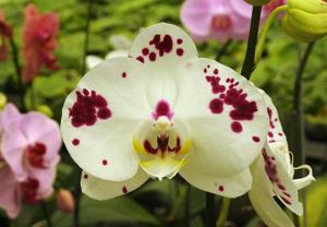 Phalaenopsis Chian Xen Pearl