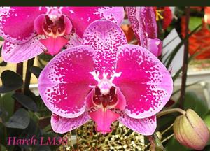Phalaenopsis Chian Xen Pearl