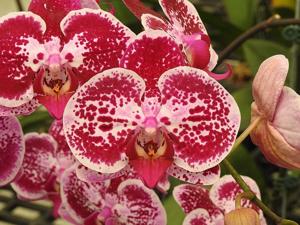 Phalaenopsis Chian Xen Diamond