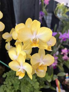 Phalaenopsis Chian Xen Diamond