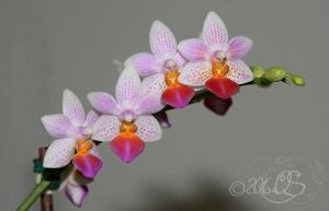 Phalaenopsis Fantasy Musick