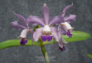 Cattleya Gaudii