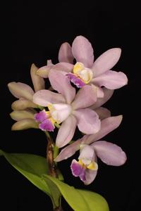 Cattleya Gaudii