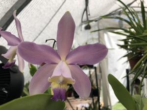 Cattleya Gaudii