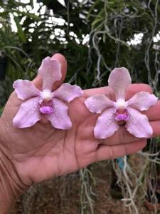 Vanda Sandra Gail Hatos