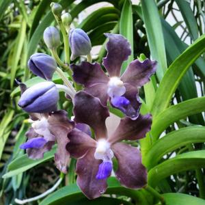 Vanda Sandra Gail Hatos