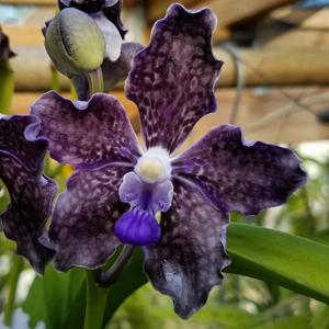 Vanda Sandra Gail Hatos