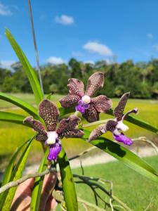 Vanda Sandra Gail Hatos