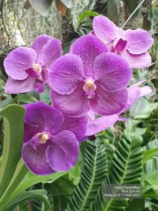 Vanda Pure's Wax