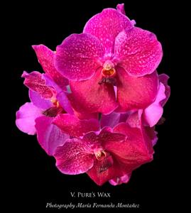 Vanda Pure's Wax