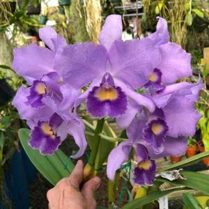 Cattlianthe Granier