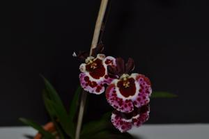 Tolumnia Genting Angel
