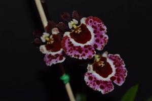 Tolumnia Genting Angel