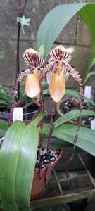 Paphiopedilum Shin-Yi Sanders