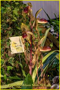 Paphiopedilum Shin-Yi Lady