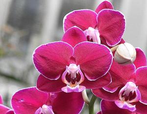 Phalaenopsis Sogo Idea