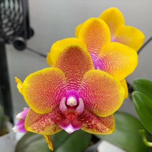 Phalaenopsis Sogo Lawrence