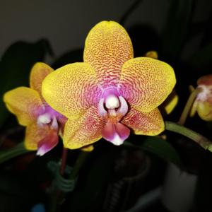 Phalaenopsis Sogo Lawrence