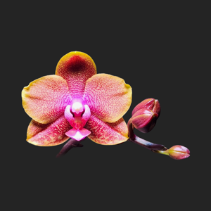 Phalaenopsis Sogo Lawrence