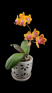 Phalaenopsis Sogo Lawrence