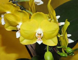 Phalaenopsis Sogo Golden