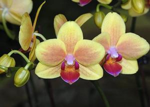 Phalaenopsis Sogo Gotris