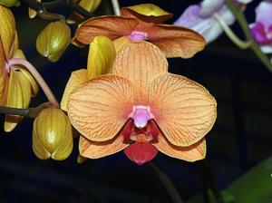 Phalaenopsis Sogo Gotris