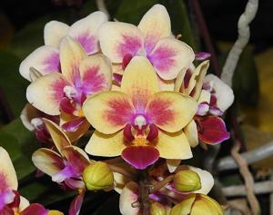 Phalaenopsis Sogo Gotris