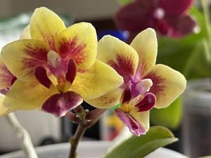 Phalaenopsis Sogo Gotris