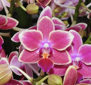 Phalaenopsis Sogo Gotris