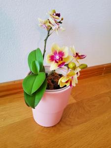 Phalaenopsis Sogo Gotris