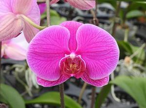 <i>Phalaenopsis</i> Sogo Richard