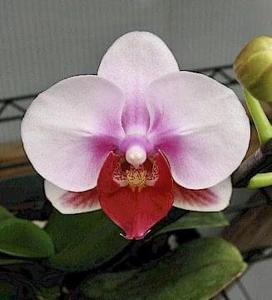 Phalaenopsis Sogo Kitty