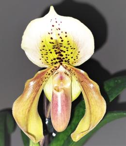 Paphiopedilum Belle Luxe