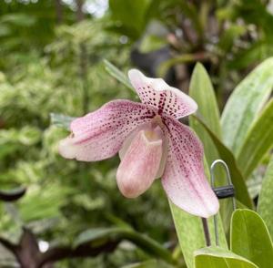 Paphiopedilum Belle Luxe